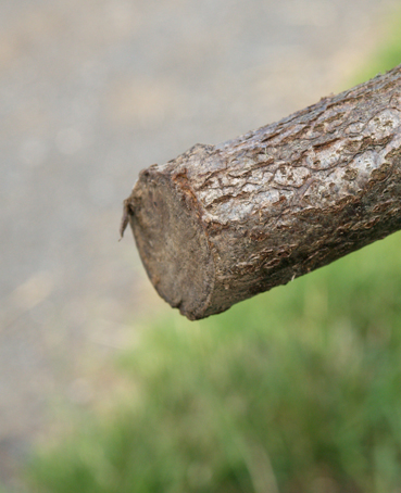 Junger Riese zerstört Junger Riese zerstört